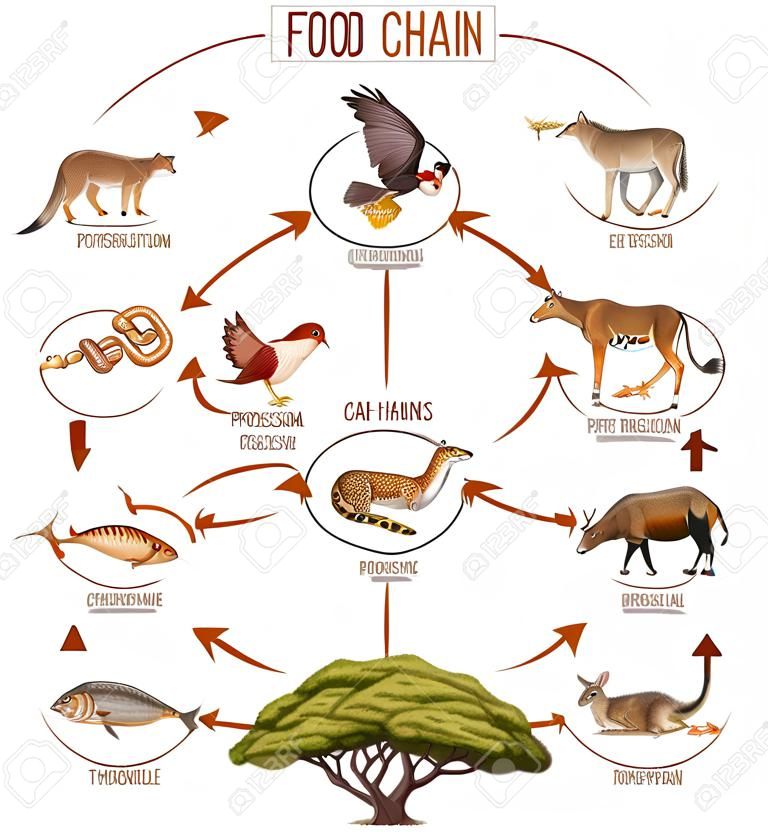 Food chain diagram concept illustration