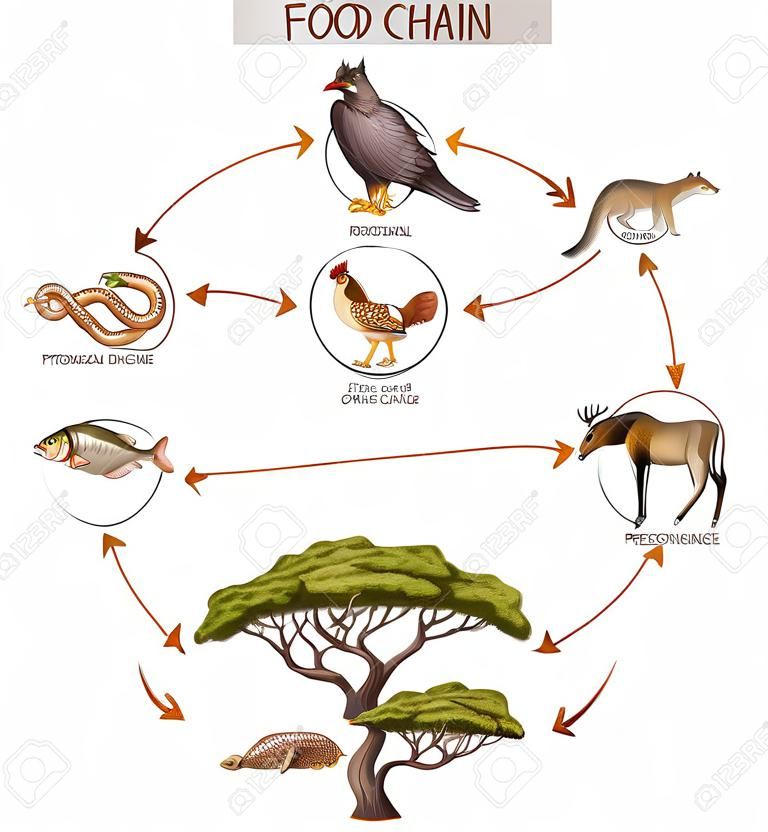 Ilustração do conceito do diagrama da cadeia alimentar
