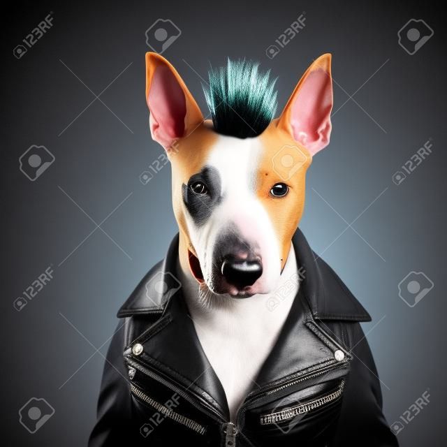 A Bull Terrier Canis Lupus Familiaris In A Punk Rock Outfit With