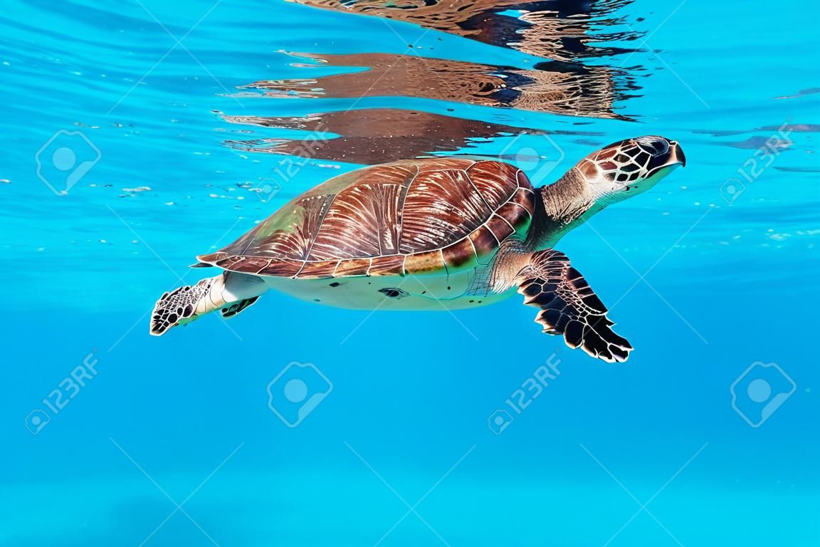 Underwater sea turtle swimming in the azure ocean under water surface.