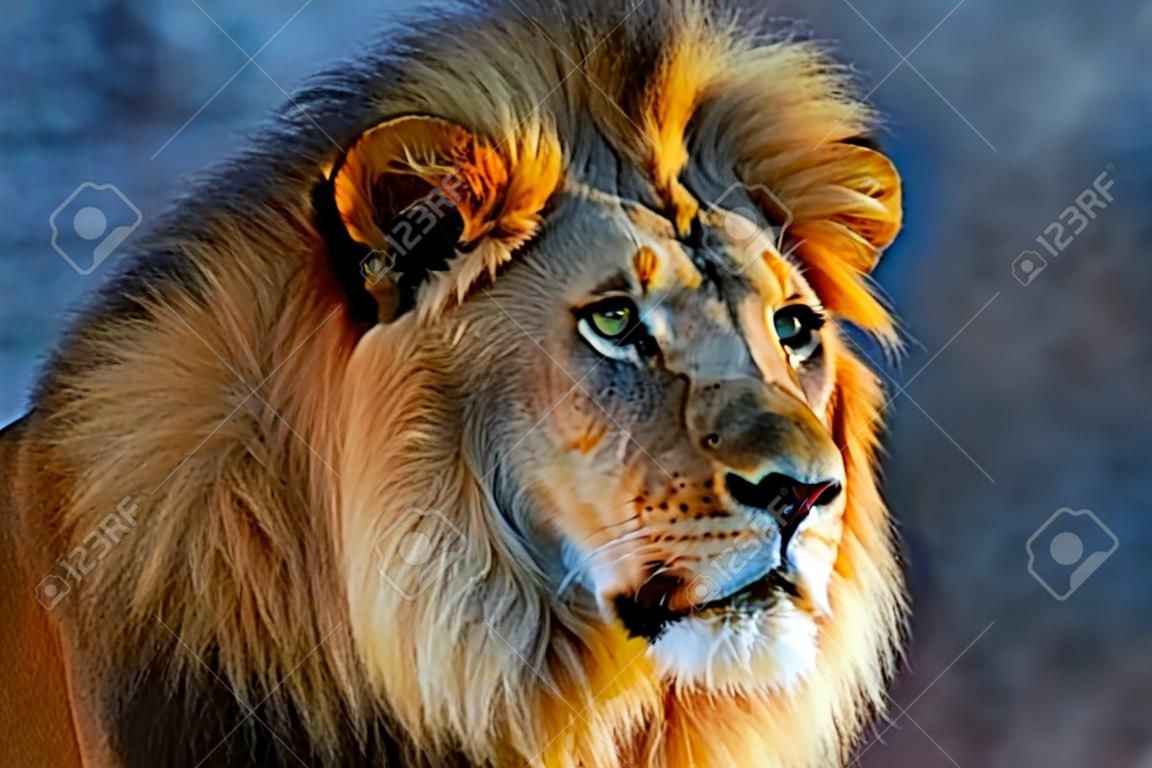 Close-up de cabeça de leões olhando para a direita com um fundo de concreto
