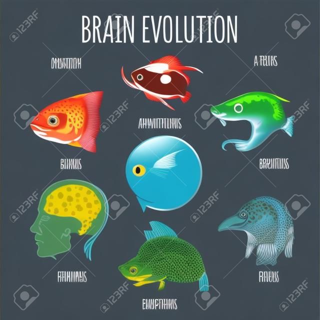 Brain Evolution halakból emberi. Heads hal, kétéltű, hüllő, madár, kutya és homo sapiens. vektoros illusztráció.