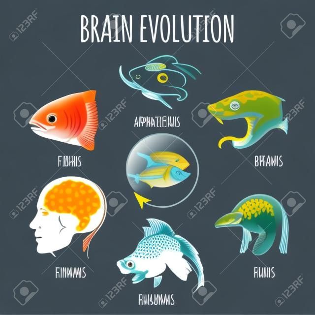 Brain Evolution dai pesci per la salute umana. Capi di pesci, anfibi, rettili, uccelli, cani e Homo Sapiens. illustrazione vettoriale.