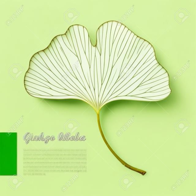 Delinear a folha verde de Gingko ou Ginkgo biloba árvore isolada no fundo branco. Gymnosperms relict planta em estilo de contorno para design de verão exótico.