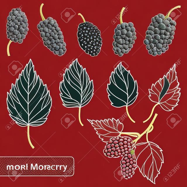 Set con contorno Gelso o Morus, grappolo, bacche mature e foglie in nero isolato su sfondo bianco.