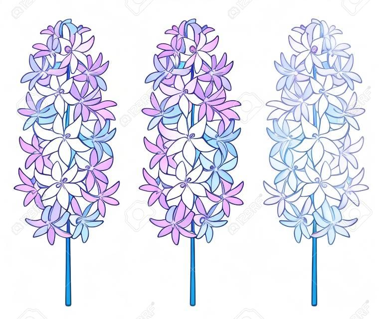 Set with outline Hyacinth flower bunch in blue, white and pink color isolated on white background. Fragrant bulbous plant in contour style for greeting spring design.