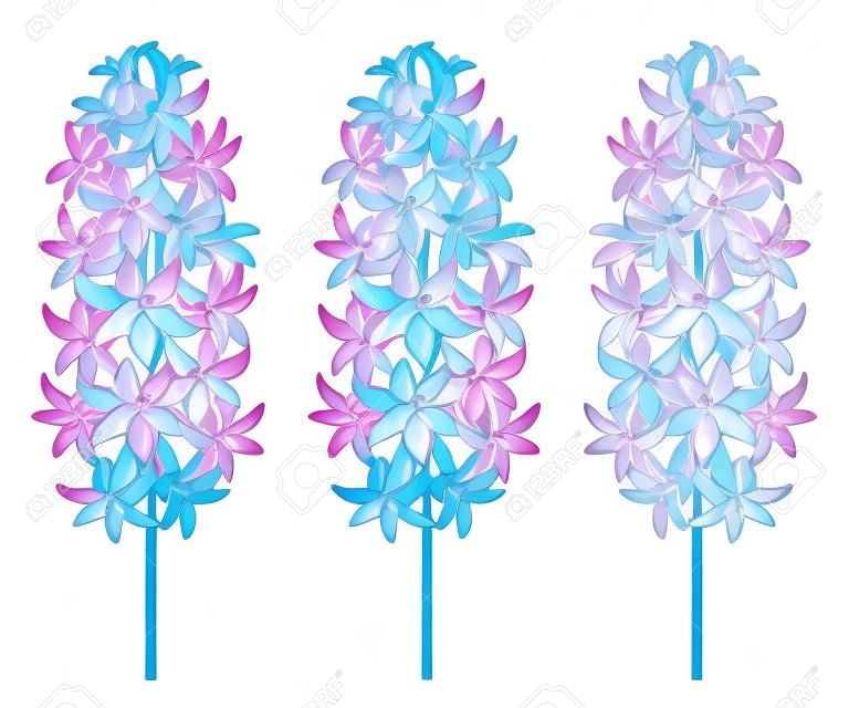 Stellen Sie mit Entwurf Hyazinthenblumenbündel in der blauen, weißen und rosa Farbe ein, die auf weißem Hintergrund lokalisiert wird. Wohlriechende Knollenpflanze in der Konturnart für Grußfrühlingsdesign.