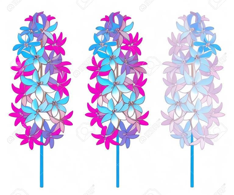 Sertie de bouquet de fleurs de jacinthe de contour en couleur bleu, blanc et rose isolé sur fond blanc. Plante bulbeuse parfumée dans le style de contour pour saluer la conception du printemps.