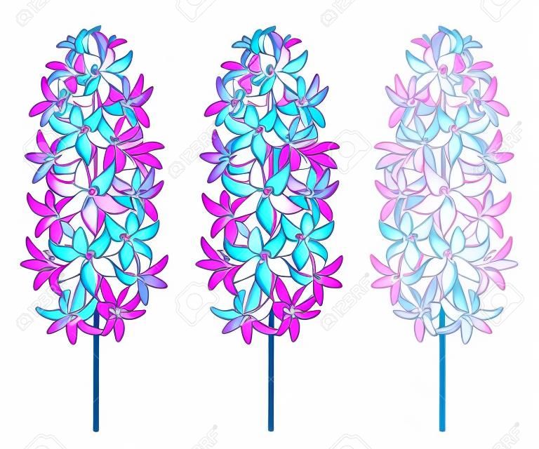 Stellen Sie mit Entwurf Hyazinthenblumenbündel in der blauen, weißen und rosa Farbe ein, die auf weißem Hintergrund lokalisiert wird. Wohlriechende Knollenpflanze in der Konturnart für Grußfrühlingsdesign.