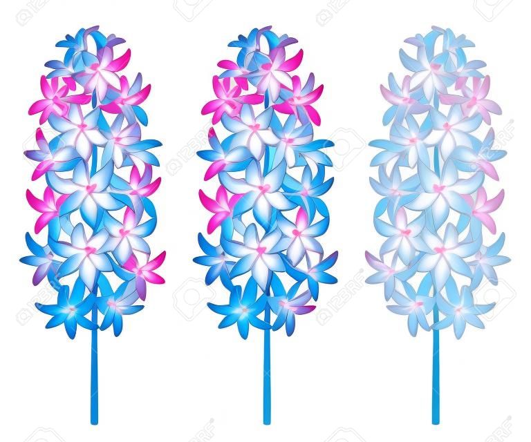 개요 집합 히 아 신 스 꽃 무리에 파란색, 흰색 및 분홍색 색 흰색 배경에 고립. 봄 디자인 인사말 스타일에 향기로운 주먹코 플랜트.