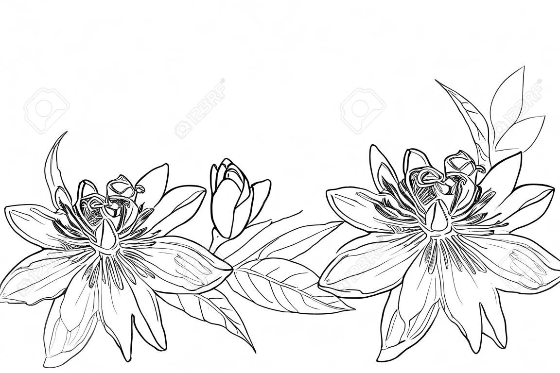 Girlanda z tropikalnych kwiatów Passiflora lub Passiflora, pączek, liści i wąsów na białym tle. Ozdobne elementy kwiatowe w stylu konturu do projektowania letniego i kolorowanki.
