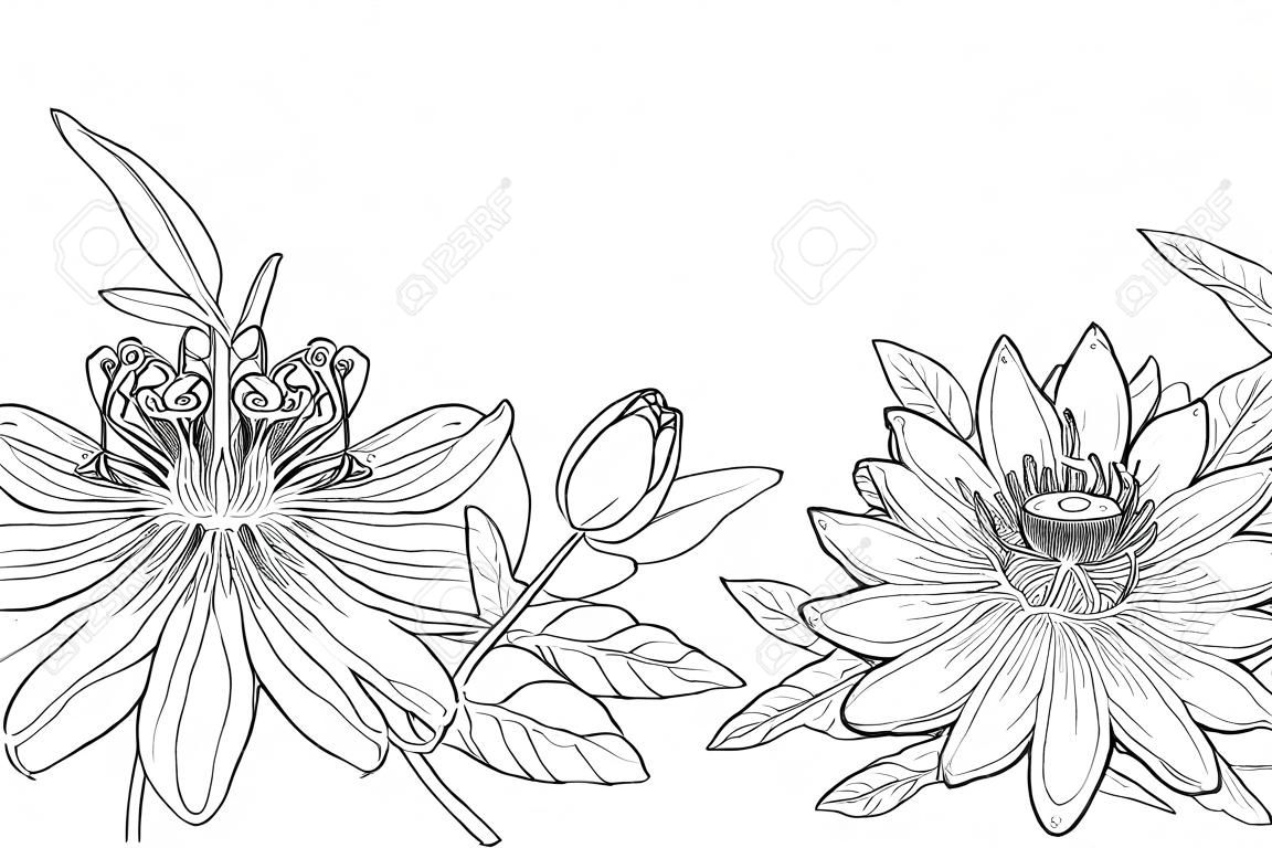 화 환 개요 열 대 Passiflora 또는 열정 꽃, 꽃 봉 오리, 나뭇잎과 흰색 배경에 고립 된 꿀벌. 여름 디자인 및 색칠하기 책 컨투어 스타일에서 화려한 꽃 요소.