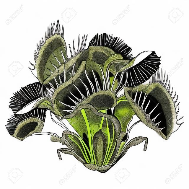 금성 파리 통 또는 Dionaea muscipula의 열림 및 닫힘 함정이 검정색 흰색 배경에 고립 된 그림. 식물학 디자인 또는 색칠하기 책에 대한 윤곽에 육식 식물 금성 파리 통.
