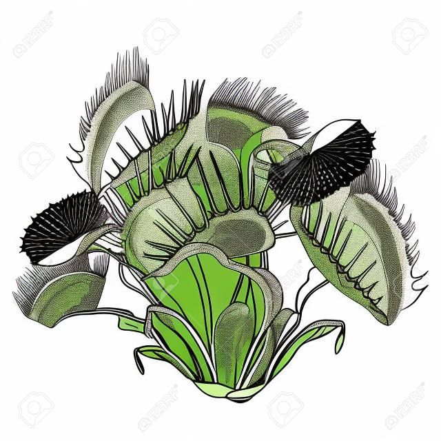 Zeichnung der Venusfliegenfalle oder der Dionaea muscipula mit offener und geschlossener Falle in Schwarz lokalisiert auf weißem Hintergrund. Fleischfressende Pflanze Venusfliegenfalle in Kontur für Botanikdesign oder Malbuch.