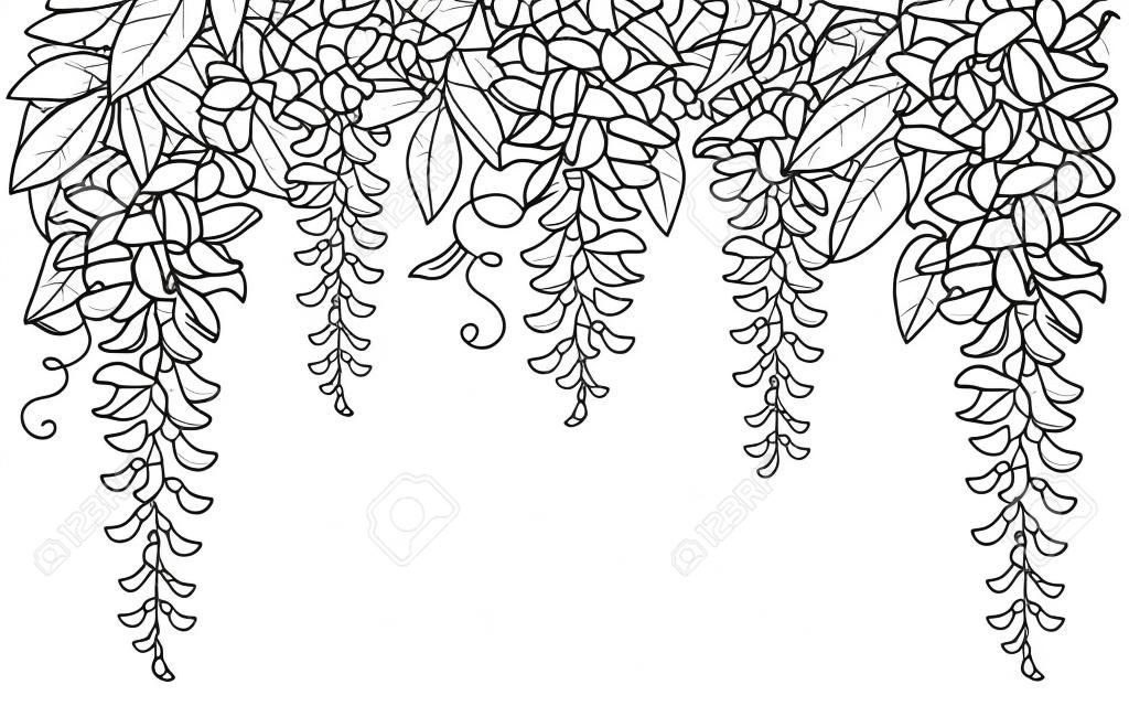 輪郭藤やウィスタリアの花束、白い背景に隔離黒の芽と葉のアーチとトンネル。春のデザインや塗り絵のための輪郭で花登り植物藤。