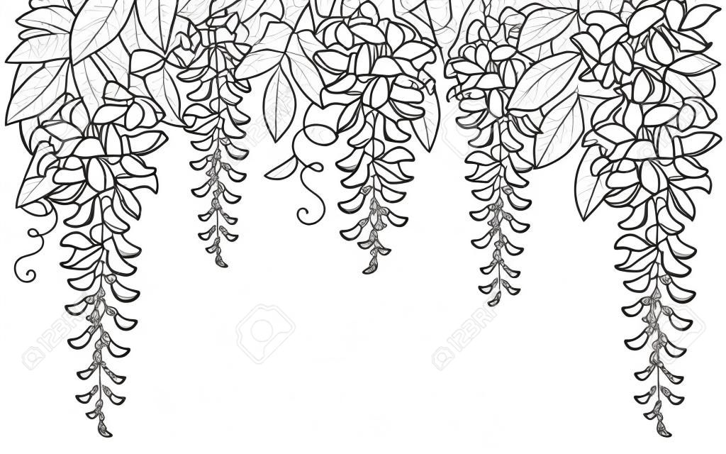 아치와 터널 등나무 또는 위스타리아 꽃 다발, 새싹 및 잎은 흰색 배경에 검정색으로 분리되어 있습니다. 봄 디자인이나 색칠하기 책을 위한 윤곽선에 있는 꽃 등반 식물 등나무.