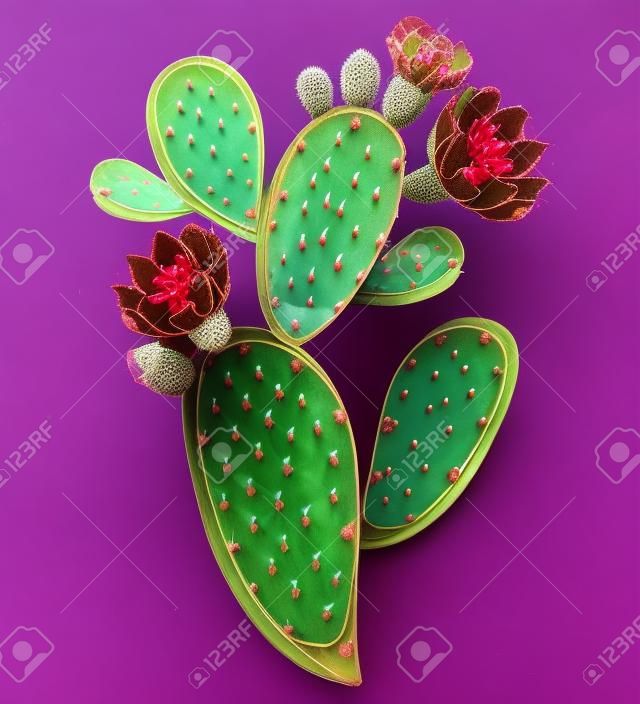 Stem of Opuntia or prickly pear cactus with flower isolated.