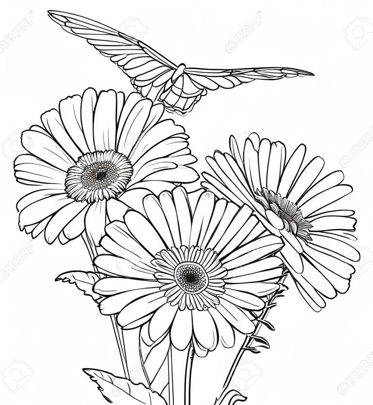 Corner bouquet of outline Gerbera flower isolated.