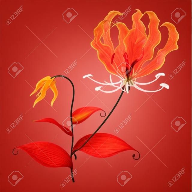 Tige de Gloriosa ou fleur de lys flamme rouge isolée.