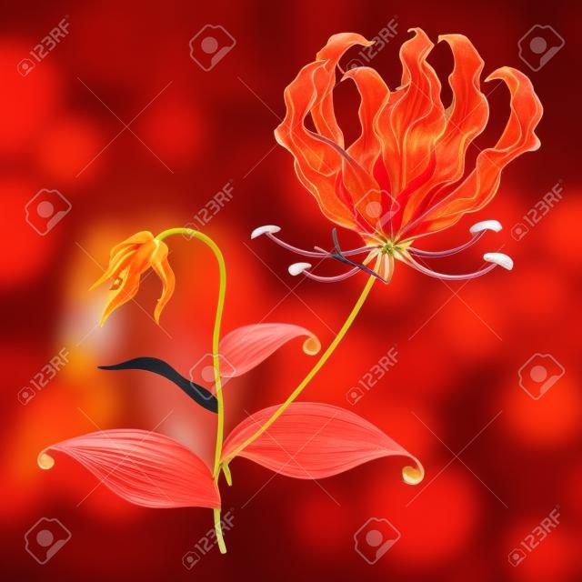 Tige de Gloriosa ou fleur de lys flamme rouge isolée.