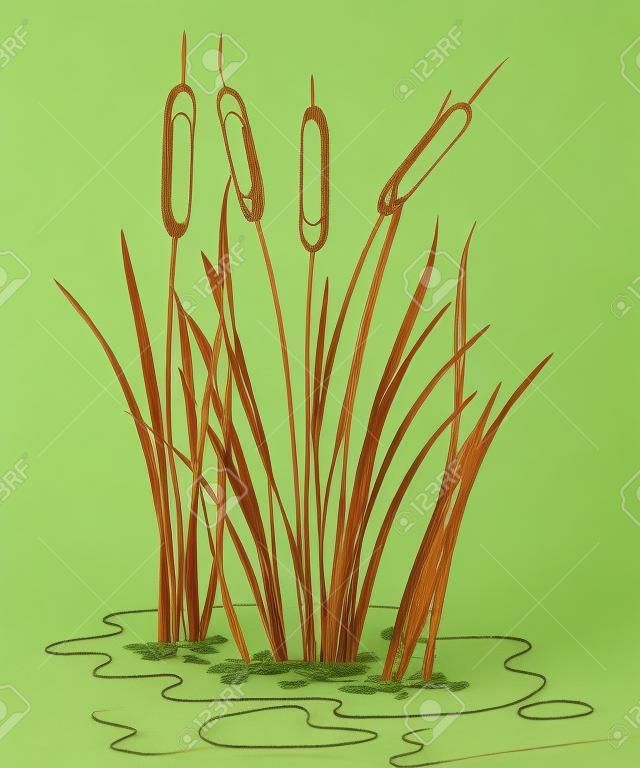 Outline Bulrush, reed or cattail leaves bunch isolated.