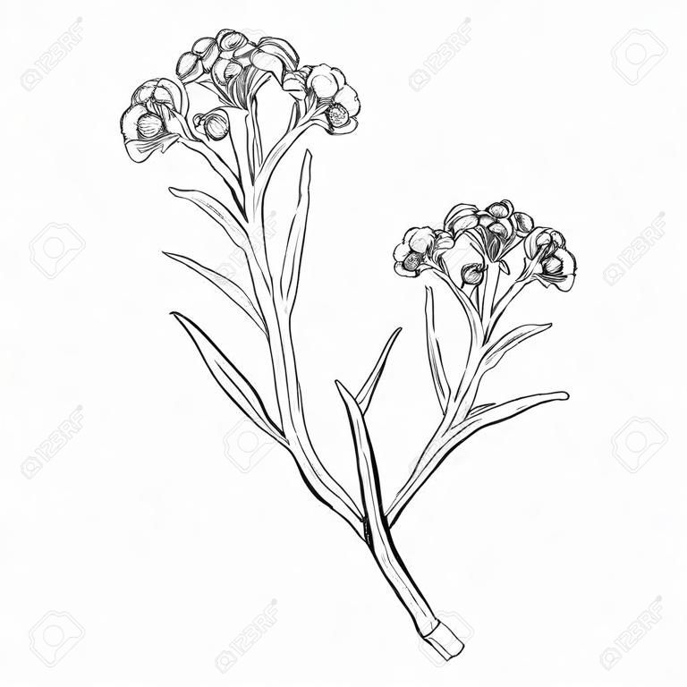 Esquema Helichrysum arenarium o manojo de flores siempreviva aislado.