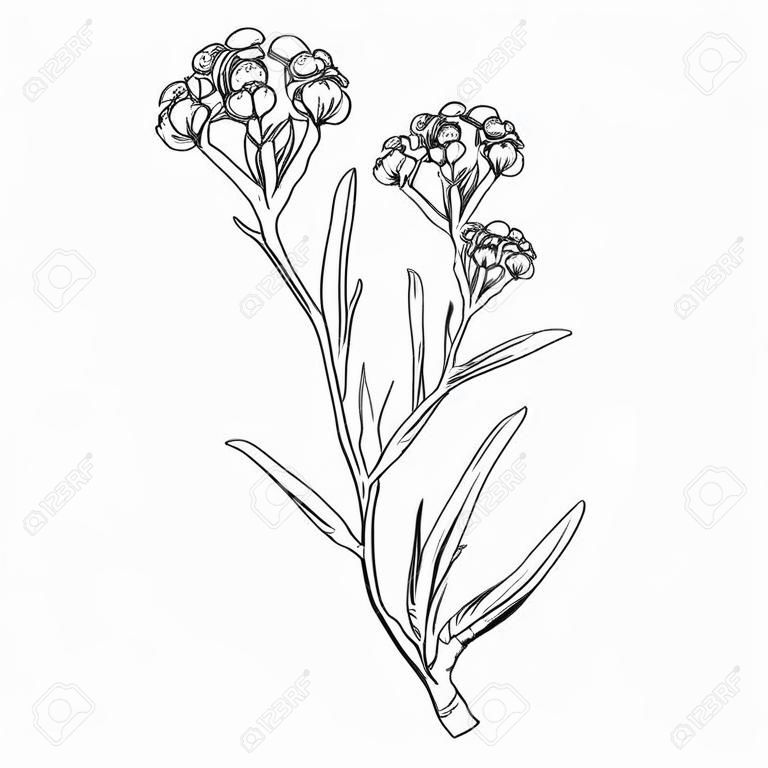 Esquema Helichrysum arenarium o manojo de flores siempreviva aislado.