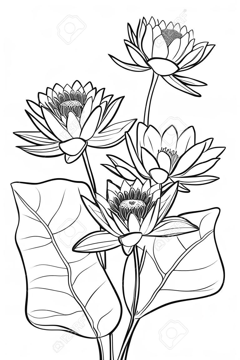 Bouquet of outline Lotos or water lily flower and leaf isolated.