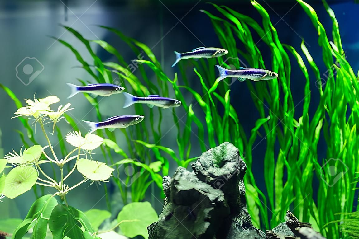 Zielone, piękne, tropikalne akwarium słodkowodne z różnymi rybami