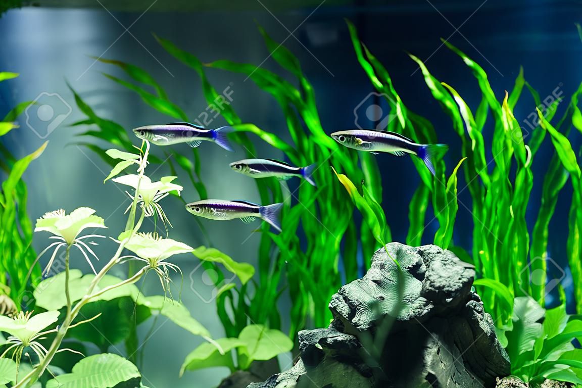 Zielone, piękne, tropikalne akwarium słodkowodne z różnymi rybami