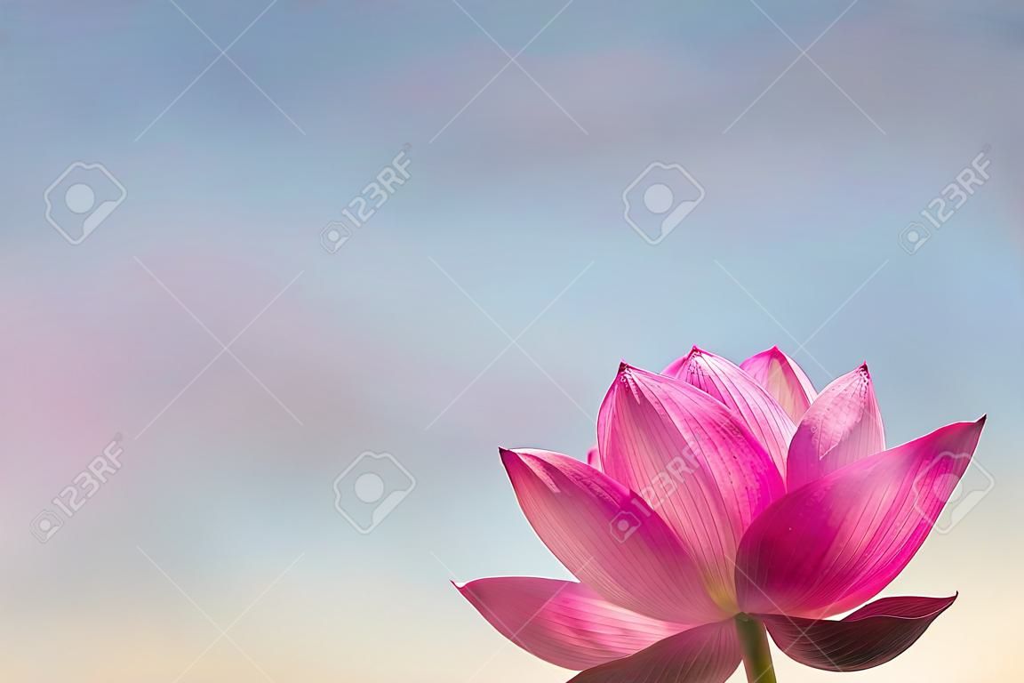 Rosa Lotusblume auf einem unscharfen Hintergrund des blauen und rosa Himmels. Kopieren Sie Platz für Ihr Design. Glücklicher Vesak-Tag oder Buddha Purnima-Hintergrund.