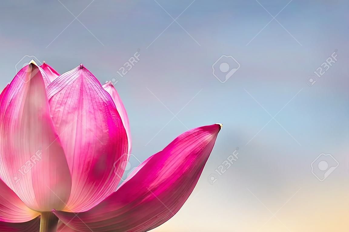 Rosa Lotusblume auf einem unscharfen Hintergrund des blauen und rosa Himmels. Kopieren Sie Platz für Ihr Design. Glücklicher Vesak-Tag oder Buddha Purnima-Hintergrund.
