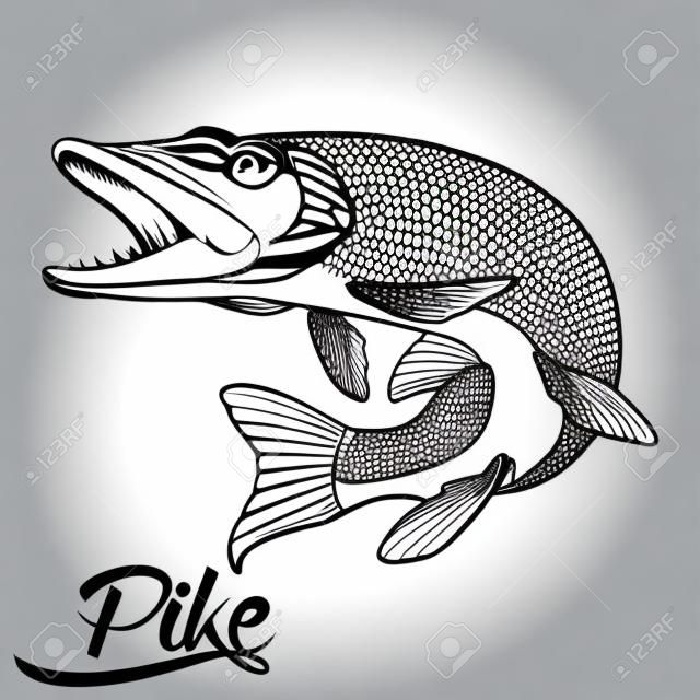 Monochrome illustration of jumping pike isolated on white background, vector
