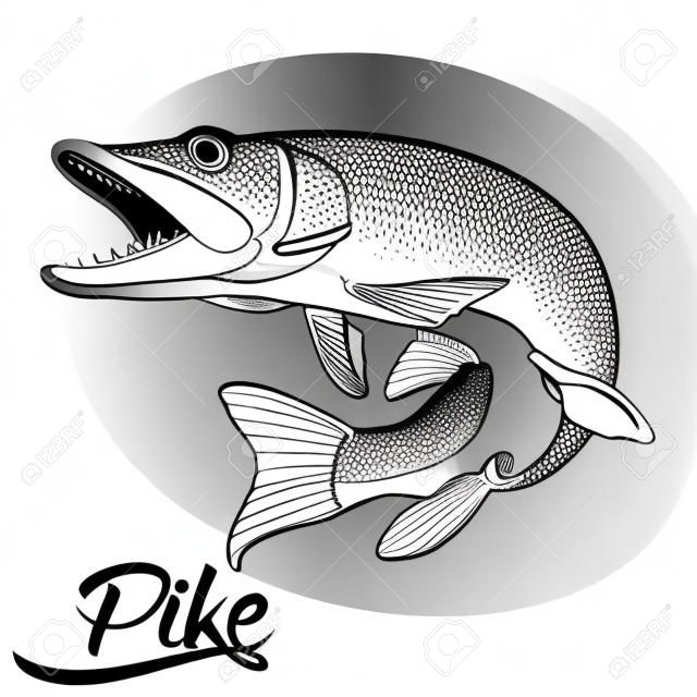 Monochrome illustration of jumping pike isolated on white background, vector