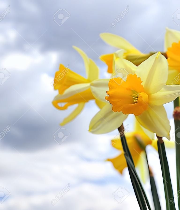 Close-up van narcissen bloemen voor de bewolkte lucht met copyspace