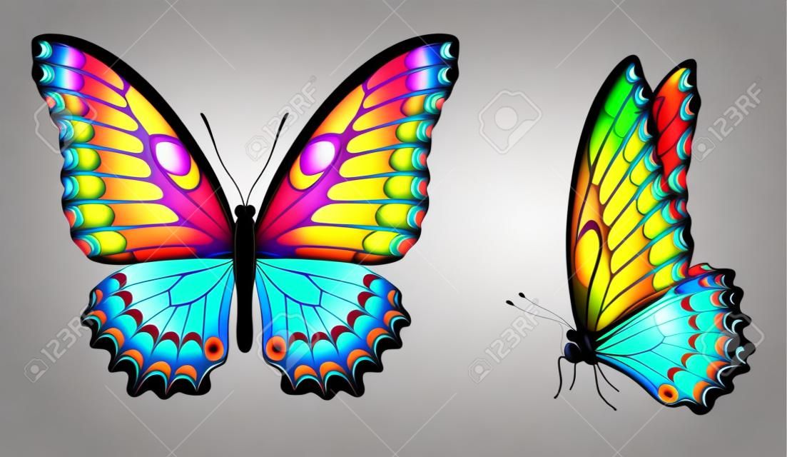 Set bunte realistische Schmetterlinge. Front- und Seitenansicht. Vektor 3D Abbildung.