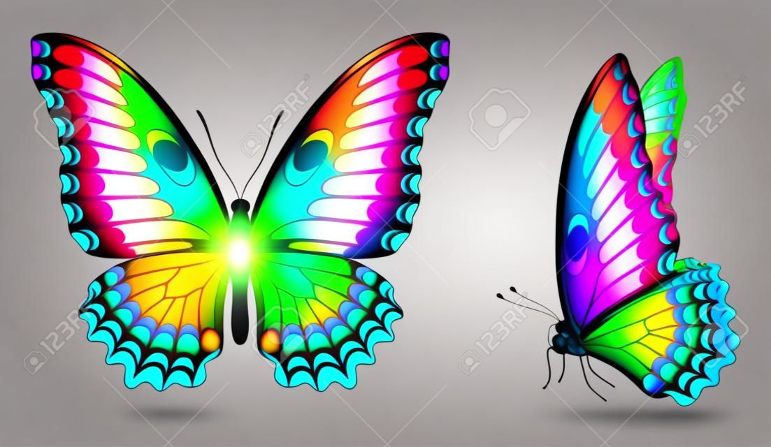 Set bunte realistische Schmetterlinge. Front- und Seitenansicht. Vektor 3D Abbildung.