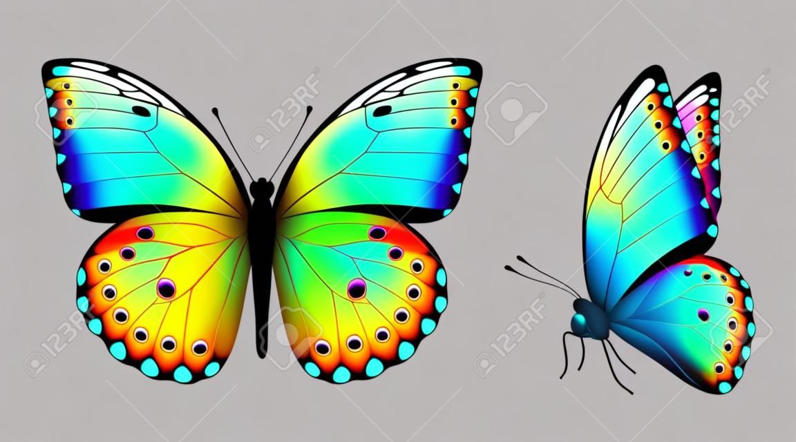 화려한 현실적인 나비의 집합입니다. 전면 및 측면보기입니다. 벡터 3D 일러스트 레이션