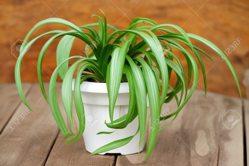 Chlorophytum en pot blanc sur fond de bois. Plantes ornementales en pot / Variegatum, comosum. Spider Plant