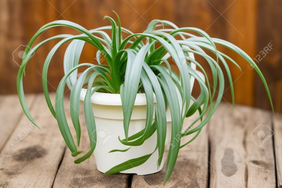 Chlorophytum en pot blanc sur fond de bois. Plantes ornementales en pot / Variegatum, comosum. Spider Plant