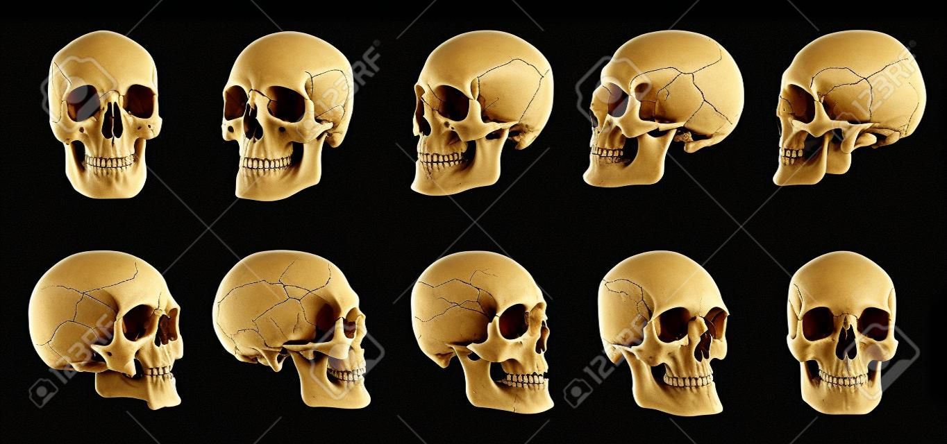 Anatomia umana. Cranio umano. Raccolta di rotazioni del cranio. Cranio ad angoli diversi. Isolato su sfondo nero.