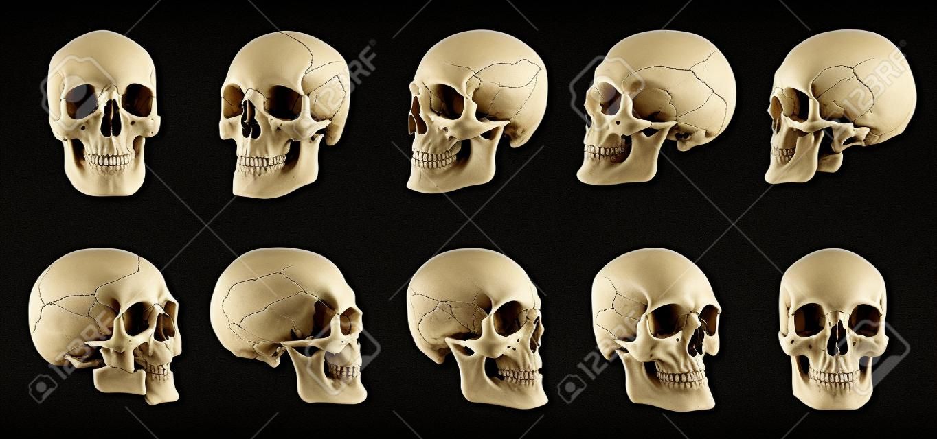 인체 해부학. 인간의 두개골. 두개골의 회전 모음입니다. 다른 각도에서 해골입니다. 검은 배경에 고립.