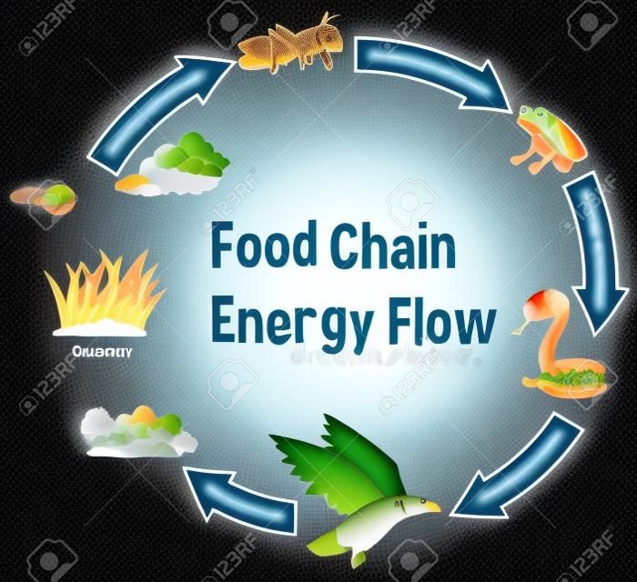 Ilustración de diagrama de flujo de energía de la cadena alimentaria