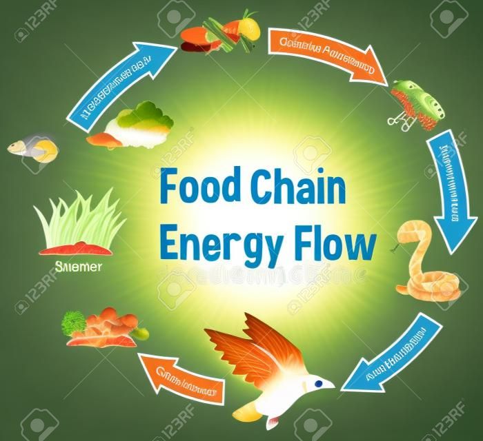 Food chain energy flow diagram illustration