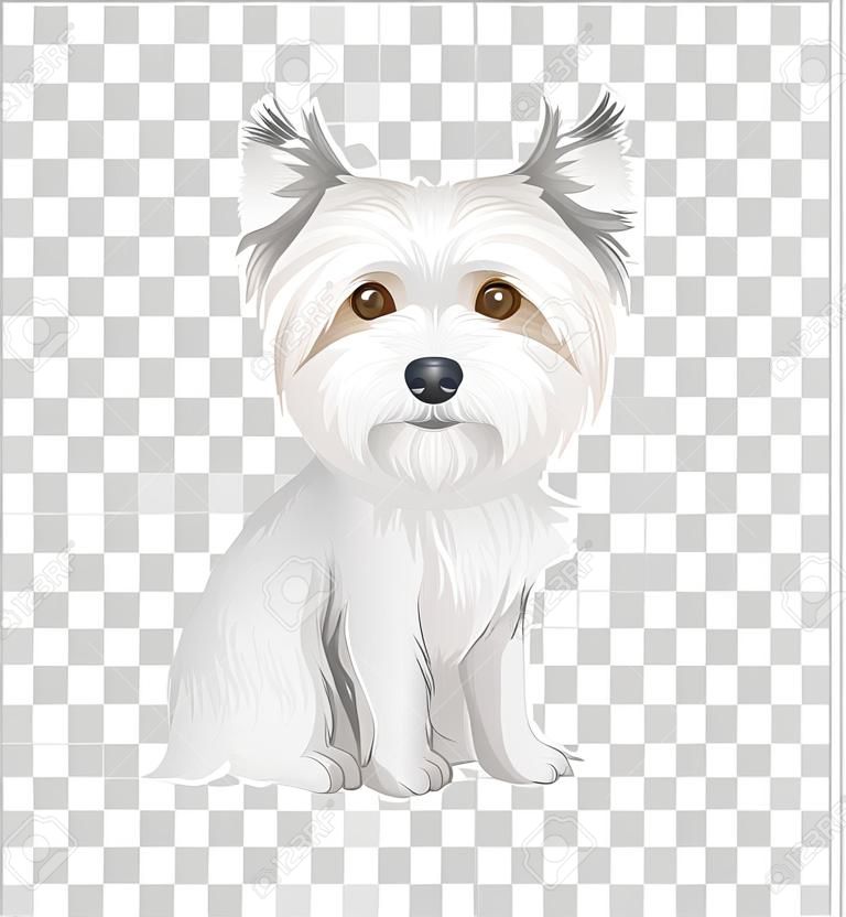 White Australian Terrier in sitting position cartoon character isolated on transparent background illustration