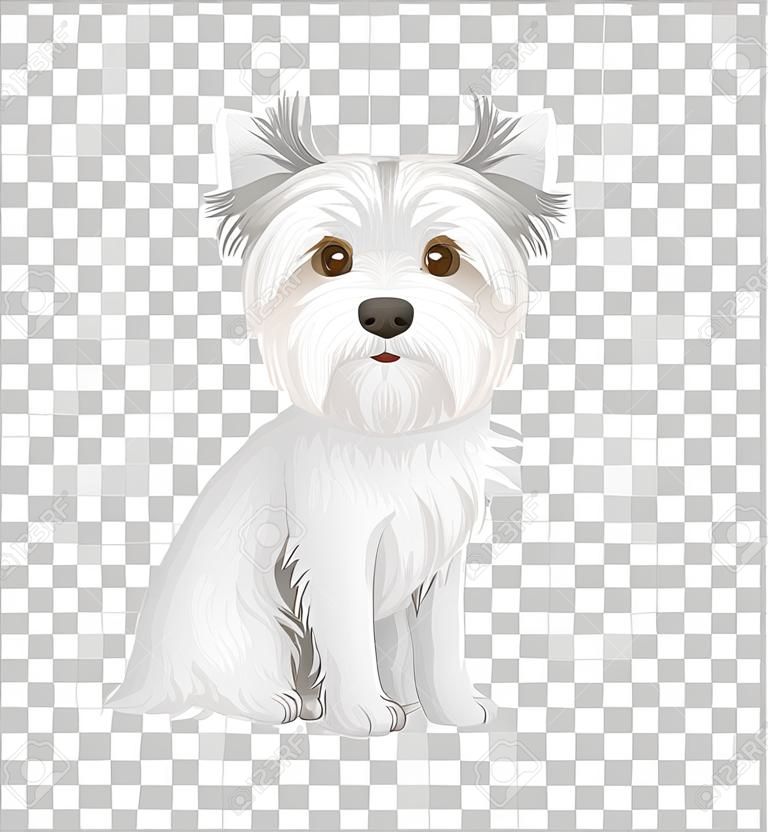 White Australian Terrier in sitting position cartoon character isolated on transparent background illustration