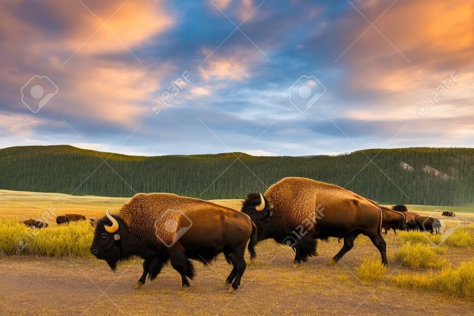 Um rebanho de bisontes pasta ao longo da estrada no Vale de Lamar no Parque Nacional de Yellowstone, em Wyoming.