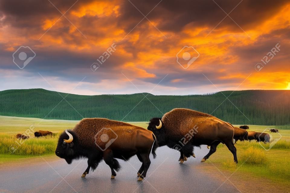 A herd of bison graze along the roadway in the Lamar Valley at Yellowstone National Park in Wyoming.