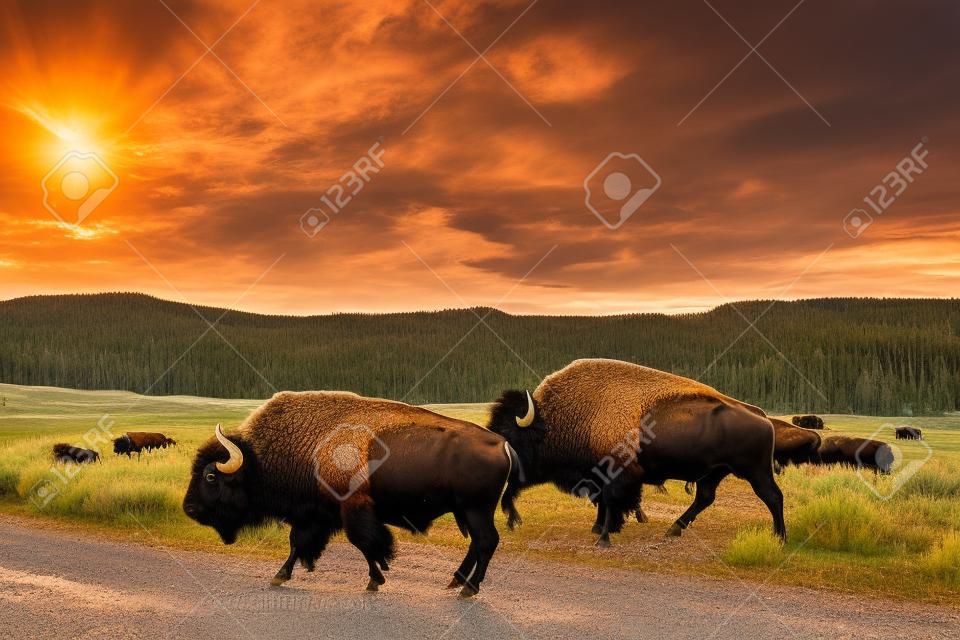 A herd of bison graze along the roadway in the Lamar Valley at Yellowstone National Park in Wyoming.