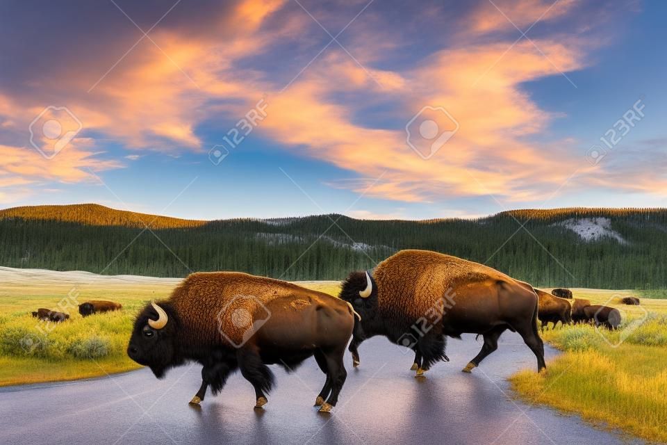 Un branco di bisonti pascola lungo la carreggiata della Lamar Valley nel Parco Nazionale di Yellowstone nel Wyoming.